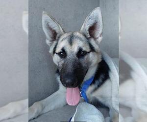 Medium German Shepherd Dog