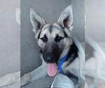 Small German Shepherd Dog