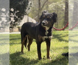 Australian Shepherd-Unknown Mix Dogs for adoption in Yardley, PA, USA