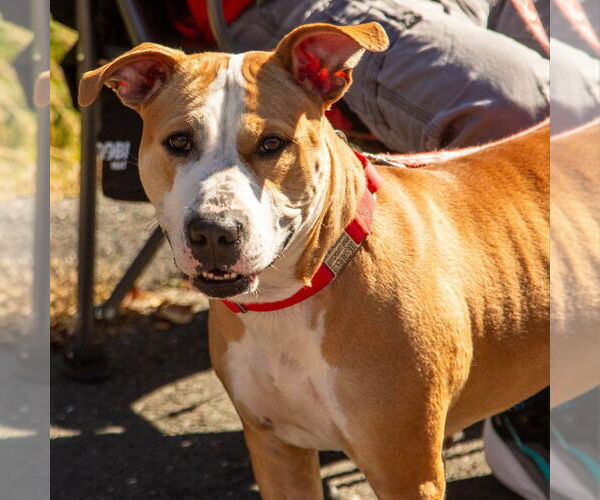 Medium Photo #2 American Pit Bull Terrier Puppy For Sale in Canton, CT, USA