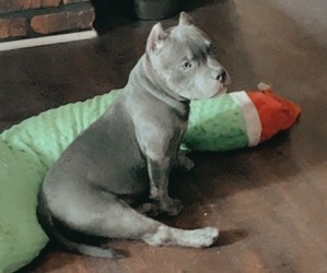 American Bully Puppy for sale in BAY CITY, MI, USA