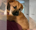Small Photo #3 American Pit Bull Terrier-Unknown Mix Puppy For Sale in Germantown, OH, USA