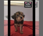 Sage - Female Yorkipoo Puppy for Sale - Photo #2