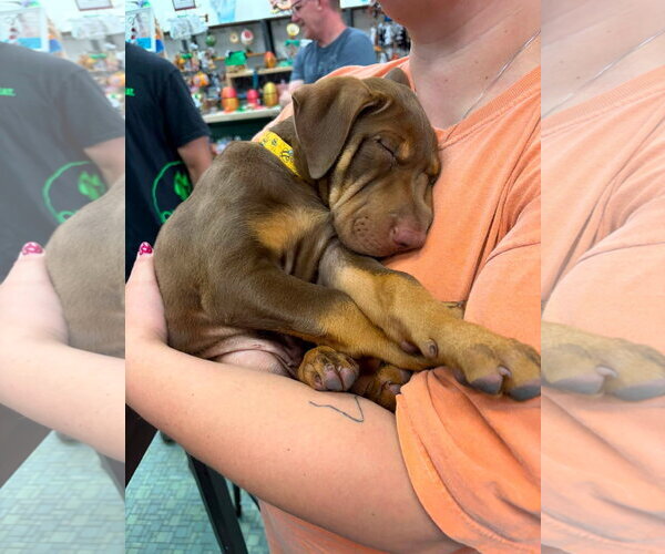 Medium Photo #2 Mutt Puppy For Sale in New London, WI, USA