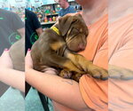 Small #1 Mutt