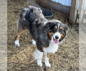 Father of the Australian Shepherd puppies born on 03/26/2023