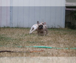 Small Photo #52 French Bulldog Puppy For Sale in TACOMA, WA, USA