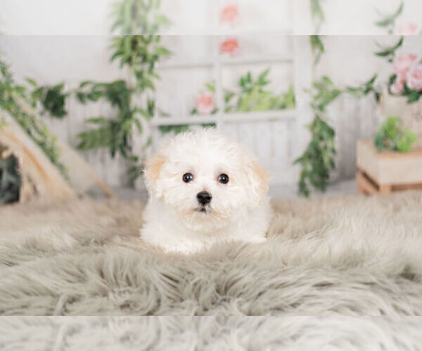 Medium Photo #2 Cavachon Puppy For Sale in WARSAW, IN, USA