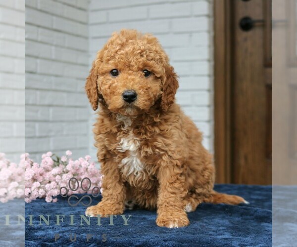 Medium Photo #1 Goldendoodle (Miniature) Puppy For Sale in NARVON, PA, USA