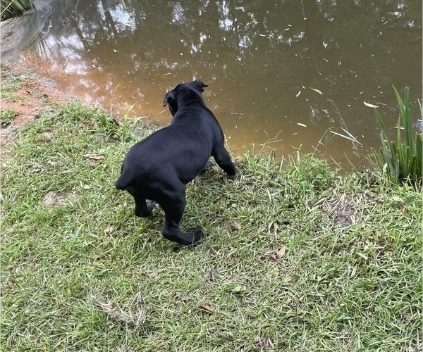 Medium Photo #18 Cane Corso Puppy For Sale in MONTGOMERY, AL, USA