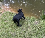 Small #17 Cane Corso