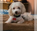 Small Photo #5 Maltipoo (Miniature) Puppy For Sale in San Diego, CA, USA