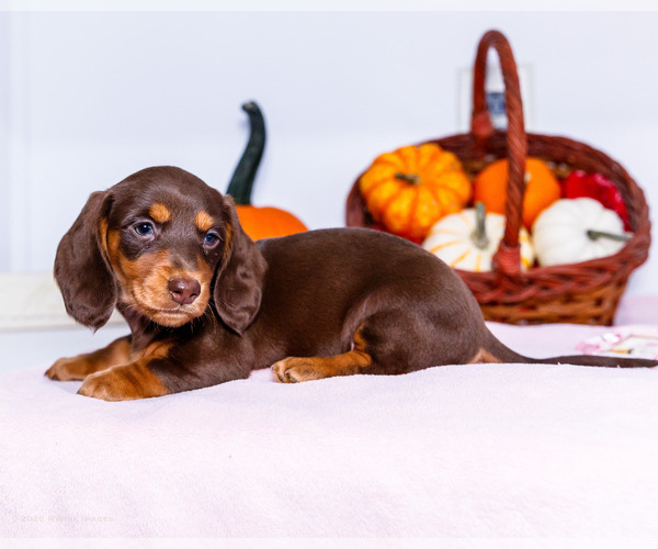 Medium Photo #3 Dachshund Puppy For Sale in WAKARUSA, IN, USA