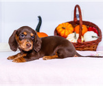 Small Photo #4 Dachshund Puppy For Sale in WAKARUSA, IN, USA