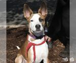 Bonnie - Female Australian Shepherd-Unknown Mix Dog for Adoption - Small photo
