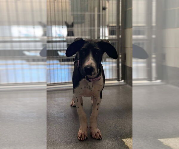 Medium Photo #4 Basset Hound-Great Dane Mix Puppy For Sale in Bullard, TX, USA