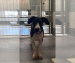 Small #3 Basset Hound-Great Dane Mix