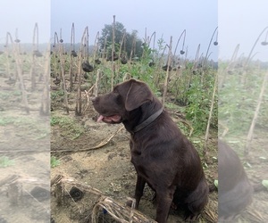 Mother of the Labrador Retriever puppies born on 04/15/2025