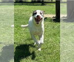 Small #8 American Staffordshire Terrier-Great Pyrenees Mix