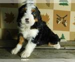 Small Photo #1 Miniature Bernedoodle Puppy For Sale in MILLERSBURG, OH, USA