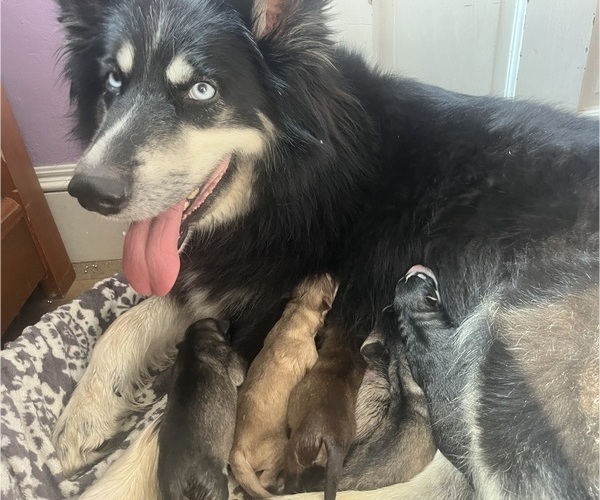 Medium Photo #1 Gerberian Shepsky Puppy For Sale in EXETER, RI, USA
