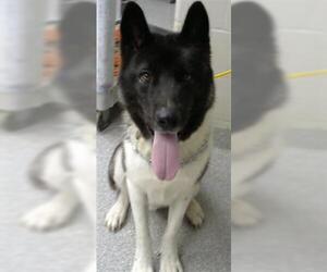 Akita-Siberian Husky Mix Dogs for adoption in Pasadena, TX, USA