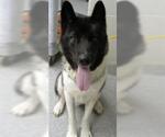 Small Akita-Siberian Husky Mix
