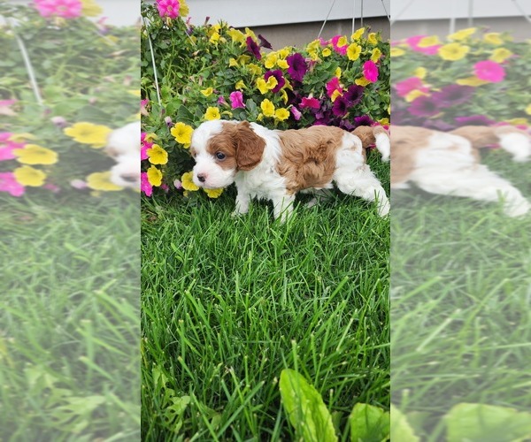 Medium Photo #8 Cavapoo (Toy) Puppy For Sale in GREENWOOD, WI, USA