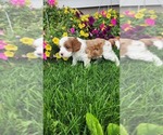 Small Photo #8 Cavapoo (Toy) Puppy For Sale in GREENWOOD, WI, USA