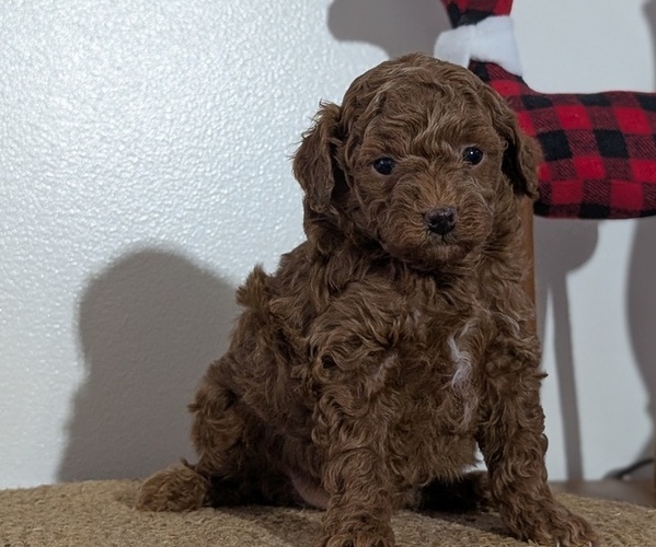 Medium Photo #44 Poodle (Miniature) Puppy For Sale in GOSHEN, IN, USA