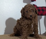 Small Photo #44 Poodle (Miniature) Puppy For Sale in GOSHEN, IN, USA