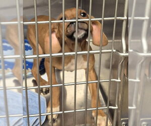 Beagle-Unknown Mix Dogs for adoption in Decatur, IL, USA