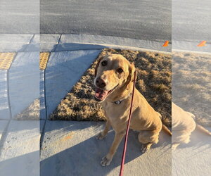 Labrador Retriever Dogs for adoption in Sandy, UT, USA