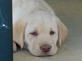 Labrador Retriever Puppy for sale in SHERIDAN, CA, USA
