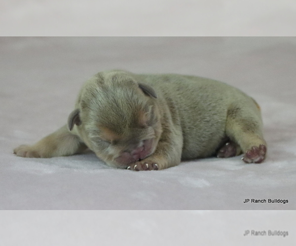 Medium Photo #8 Bulldog Puppy For Sale in WINNSBORO, TX, USA