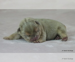 Small #7 Bulldog