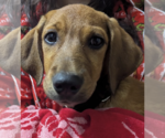 Small Photo #3 Dachsador Puppy For Sale in Oakhurst, NJ, USA