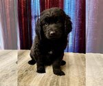 Small Photo #1 Labradoodle Puppy For Sale in Lake Elsinore, CA, USA