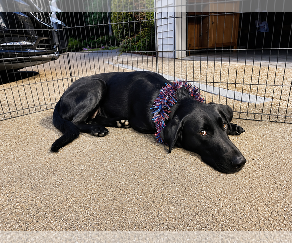 Medium Photo #3 Labrador Retriever-Unknown Mix Puppy For Sale in Clovis, CA, USA