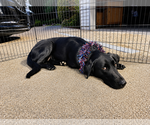 Small #2 Labrador Retriever Mix