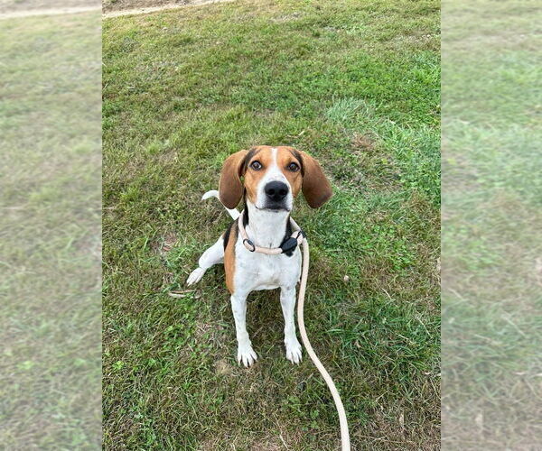 Medium Photo #1 Mutt Puppy For Sale in Evansville, IN, USA