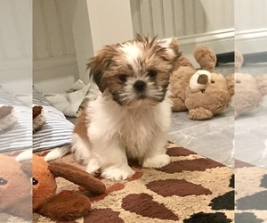 Shih Tzu Puppy for sale in CHELMSFORD, MA, USA