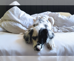 Puppy 1 Dalmatian