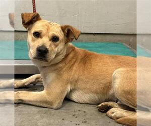 Labrador Retriever-Unknown Mix Dogs for adoption in Camarillo, CA, USA