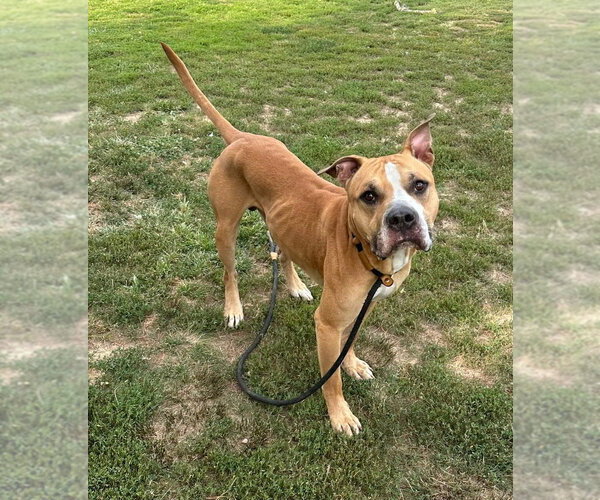 Medium Photo #4 Mutt Puppy For Sale in Evansville, IN, USA