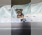 Puppy Millie Yorkshire Terrier
