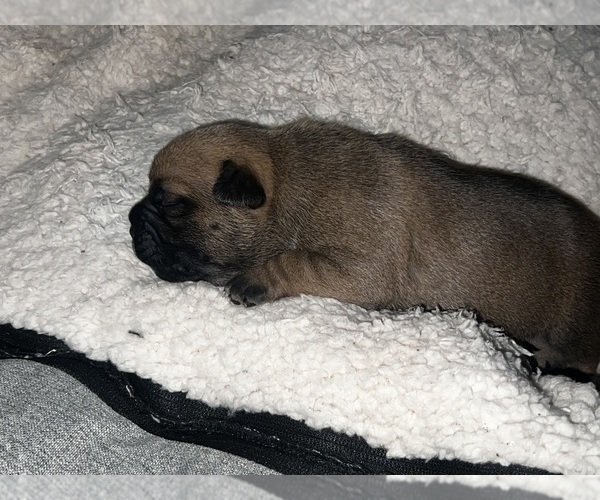 Medium Photo #9 American Bully-French Bulldog Mix Puppy For Sale in CHICAGO, IL, USA