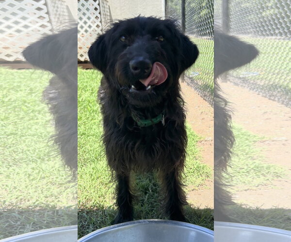 Medium Photo #1 Labrador Retriever-Unknown Mix Puppy For Sale in Pacolet, SC, USA