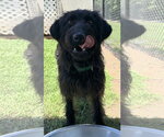 Small Labrador Retriever Mix