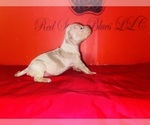 Small #1 American Bully